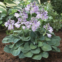 Close-up of a vibrant blue hosta plant, 'Blue Mouse Ears', with thick, rounded leaves.