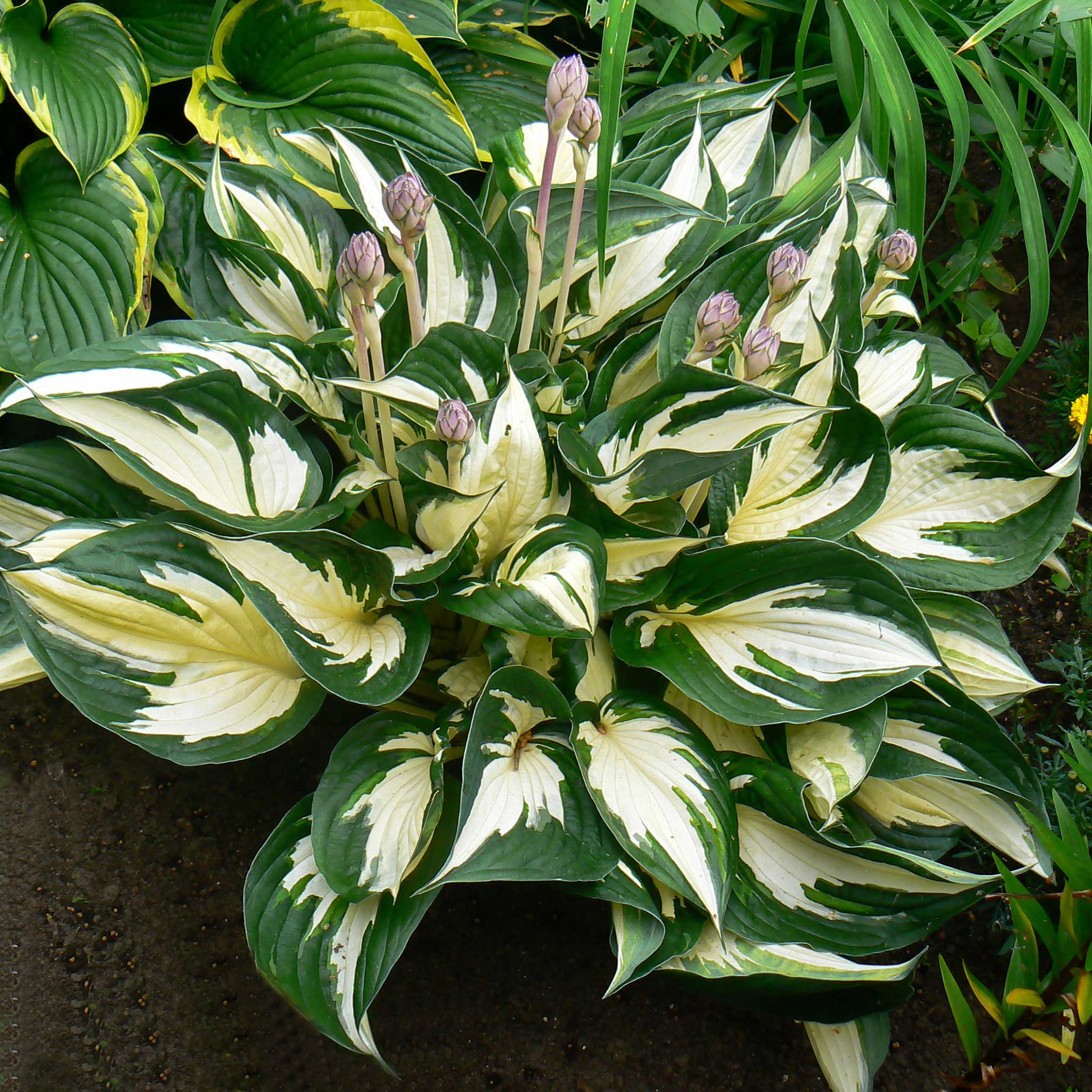Magic Fire Hosta Hosta Bulbs - Fire & Ice | Flower Bulbs | Eden Brothers