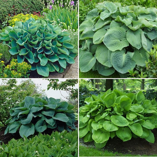 Giant Mix Hosta