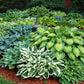 Mixed Hosta