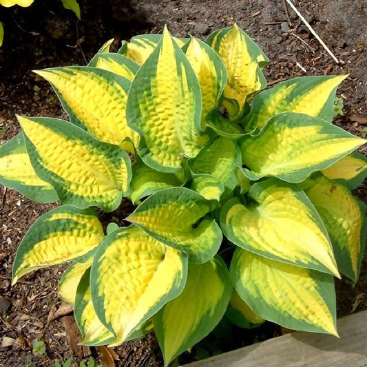 Orange Marmalade Hosta