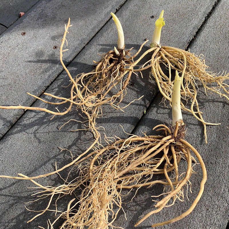 hosta root