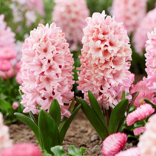 hyacinth apricot passion