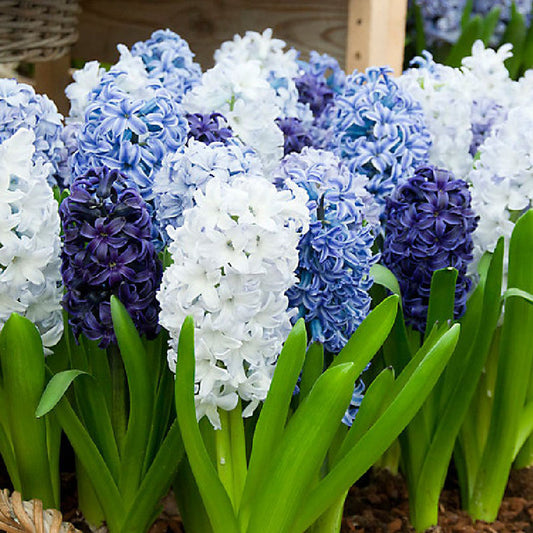 hyacinth blue mix