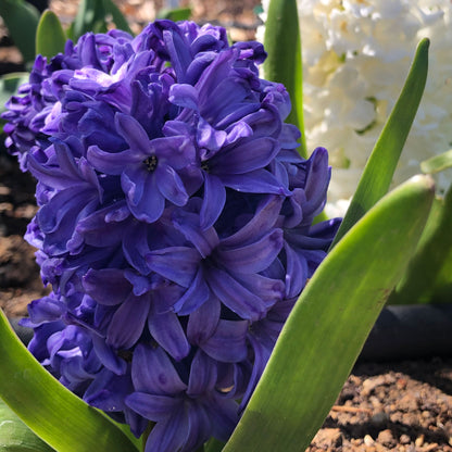 A close-up shot of blue mix hyacinth flowers, showcasing their delicate petals and vibrant colors.