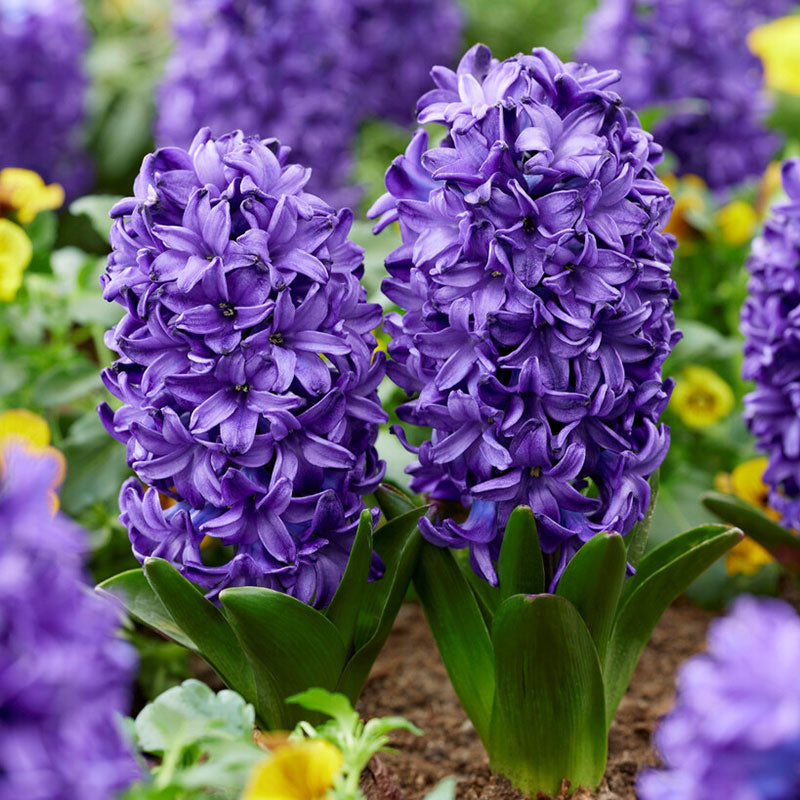 hyacinth blue trophy