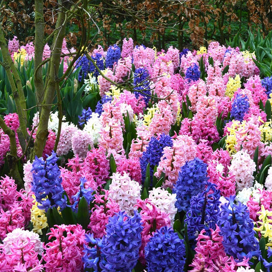 hyacinth collection 