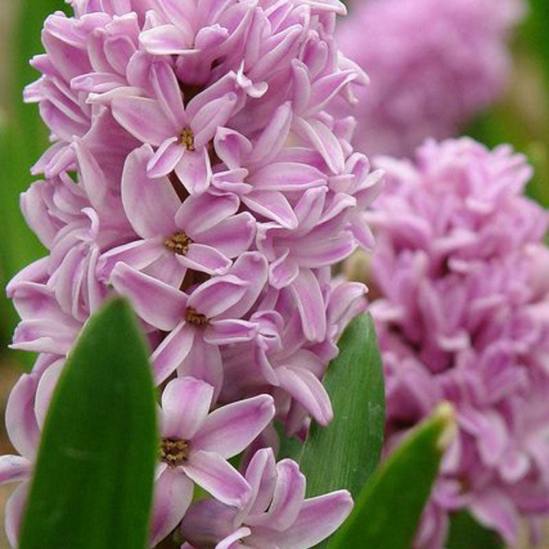 pastel mix hyacinth
