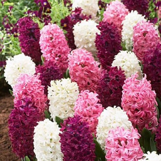 hyacinth pink mix