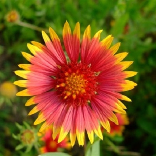 Indian Blanket