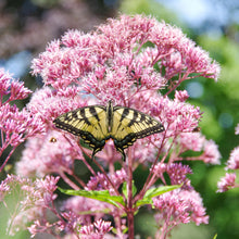 Close-up of a pinkish-purple Joe Pye weed flower cluster with small buds and green leaves.