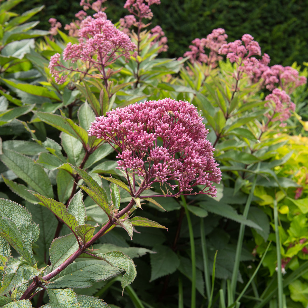 Joe Pye Weed | Flower Seeds in Packets & Bulk | Eden Brothers