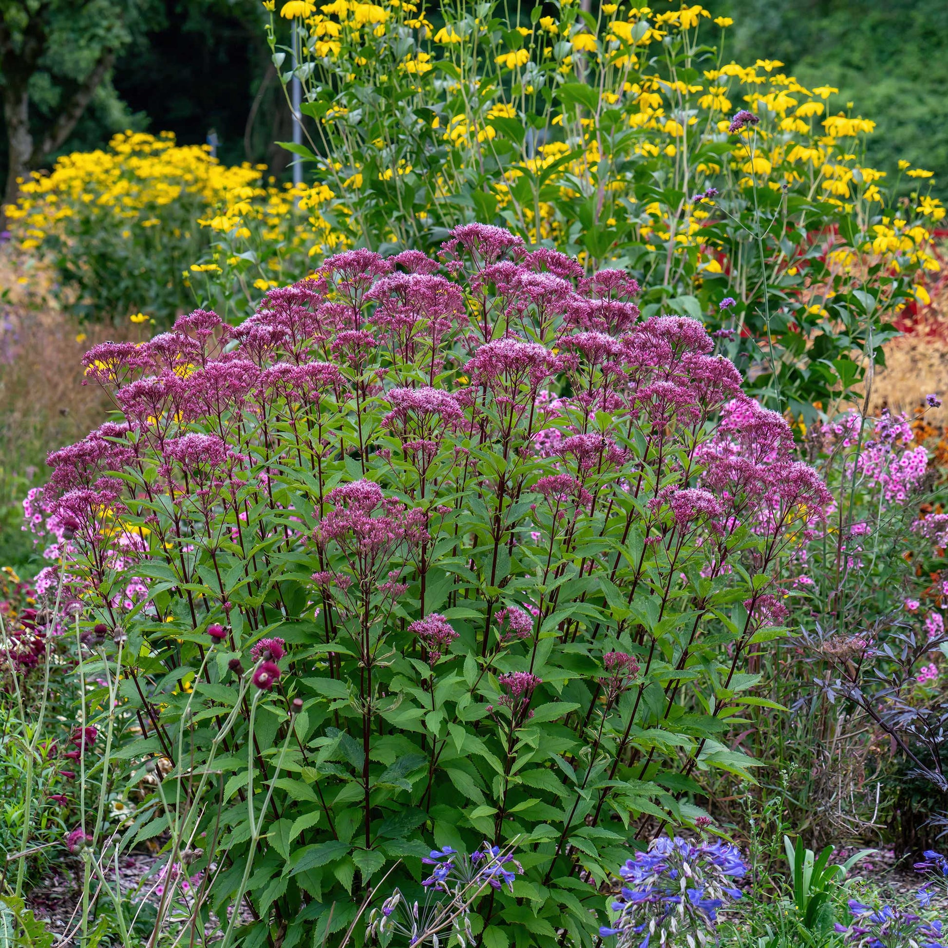 joe pye weed 