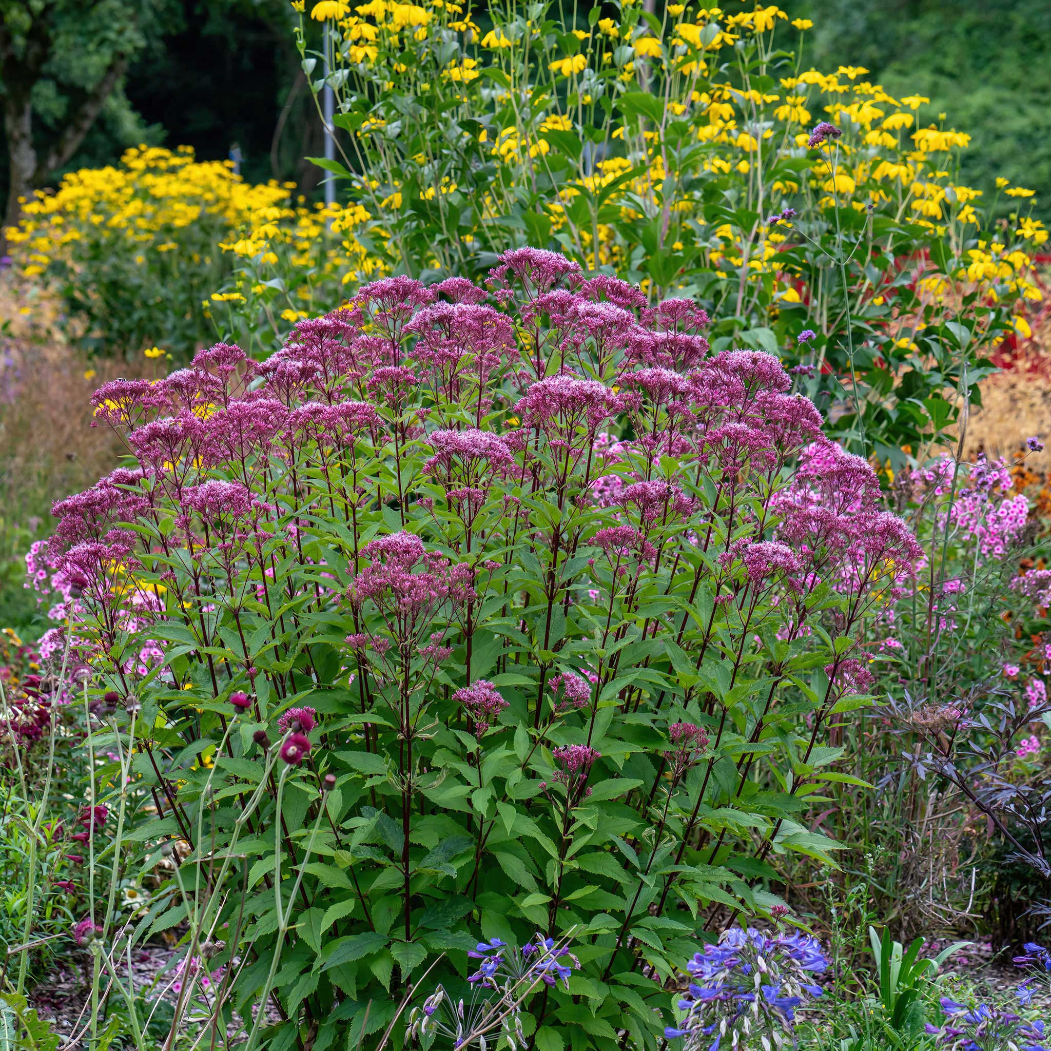 Joe Pye Weed Flower Seeds in Packets & Bulk Eden Brothers
