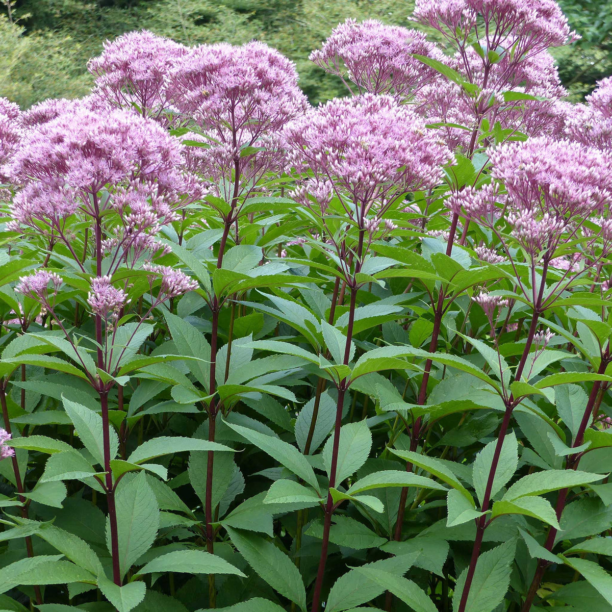 Joe Rye Flowers Joe Pye Weed | Flower Seeds in Packets & Bulk | Eden Brothers
