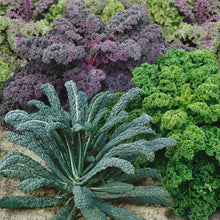 Various kale leaves in shades of green, with some hints of purple, arranged in a vibrant Garden Blend mix.