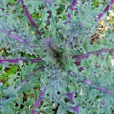 kale red russian