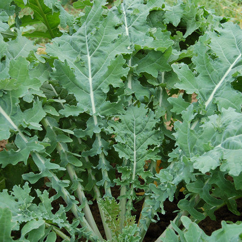 white russian kale 