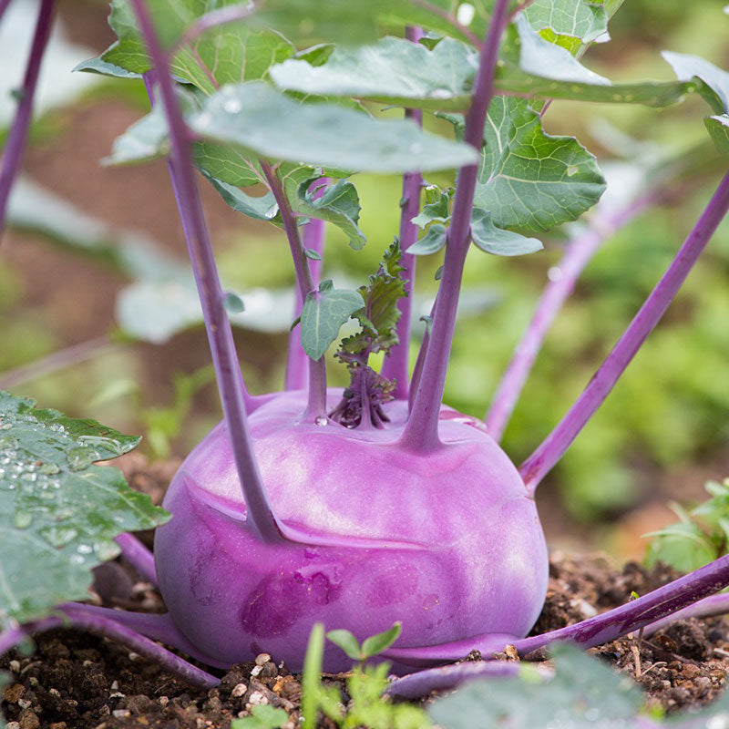 Kohlrabi Seeds - Purple Vienna | Vegetable Seeds in Packets & Bulk ...