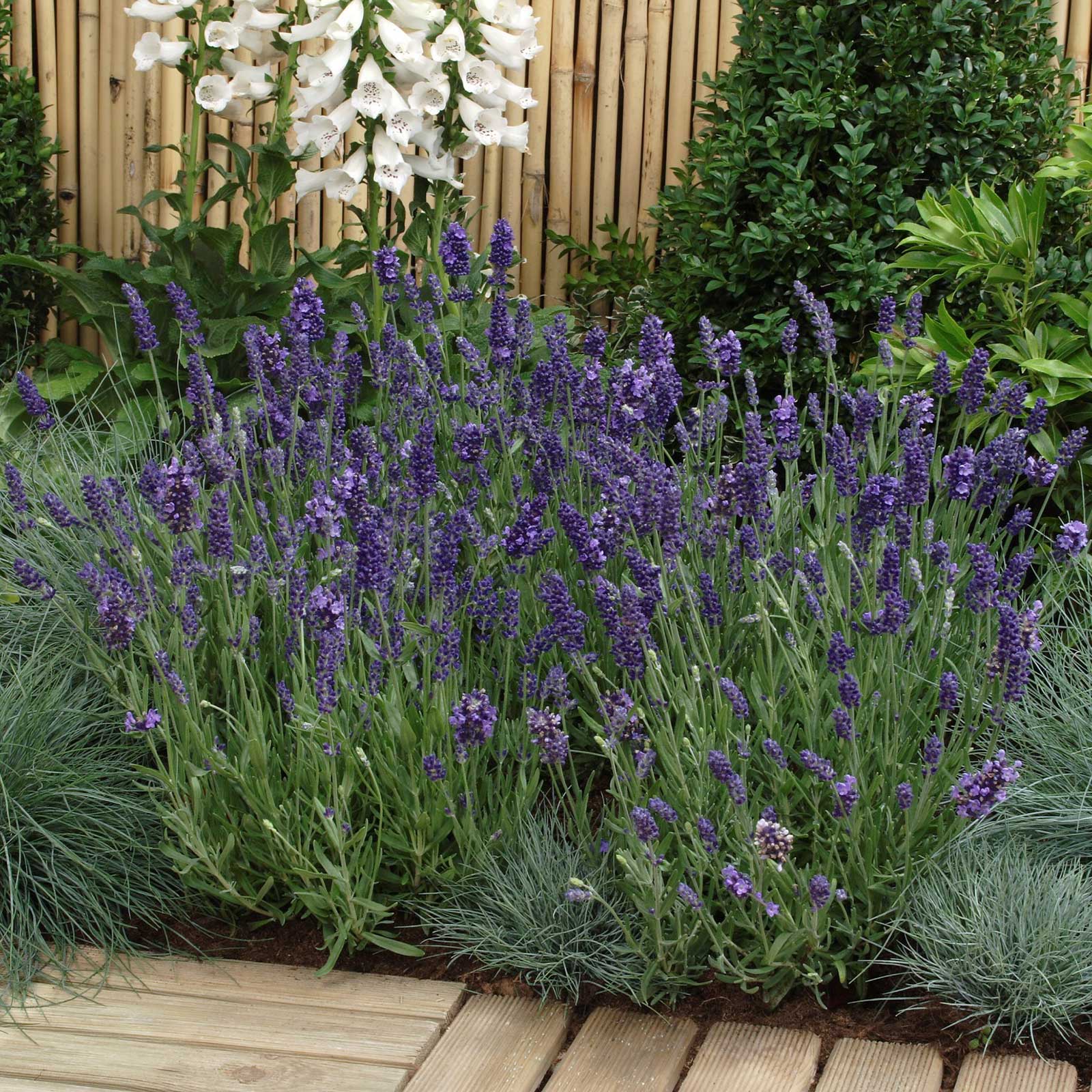 Lavender Edible Garden at
