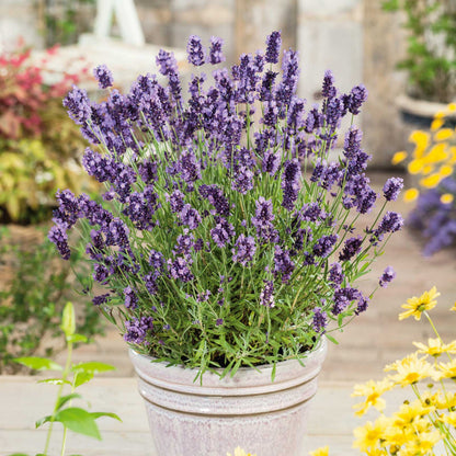 Ellagance Purple lavender potted plant with purple flowers against a soft, blurred green background.