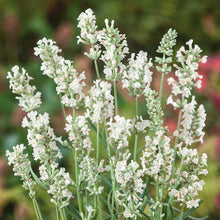 Ellagance Snow lavender flower with green stems and leaves, set against a blurred background.