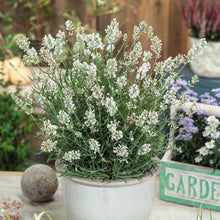 A blooming Ellagance Snow lavender plant with white flowers and green foliage.