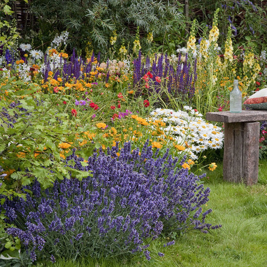 Munstead Lavender 