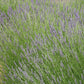 Spike (Latifolia) Lavender 