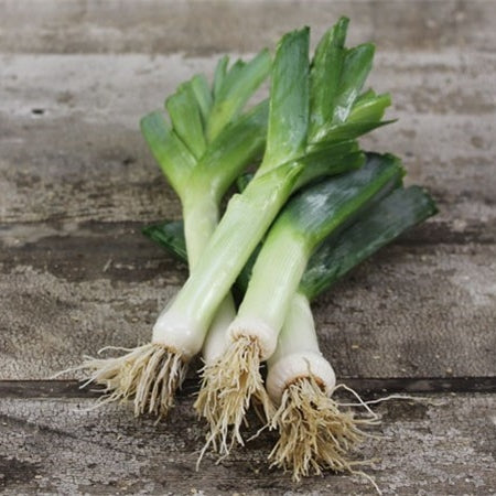 organic american flag leek 