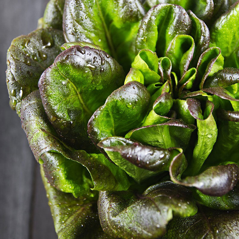 lettuce bronze mignonette
