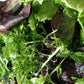 gourmet salad blend lettuce 