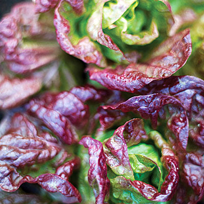 marvel four seasons lettuce 