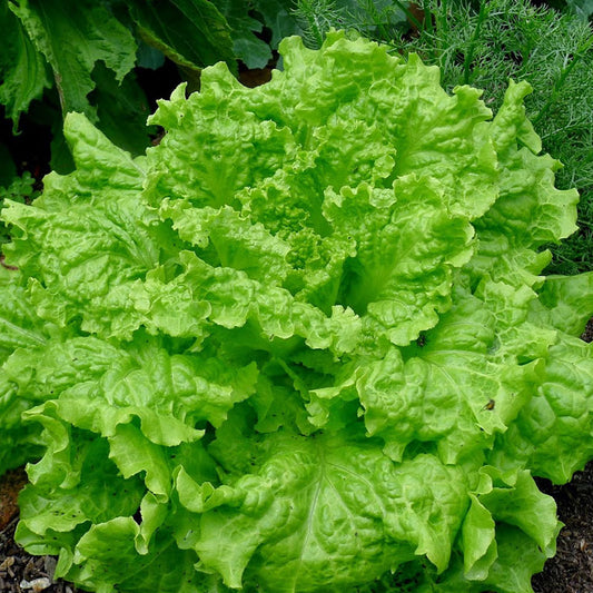 lettuce black seeded