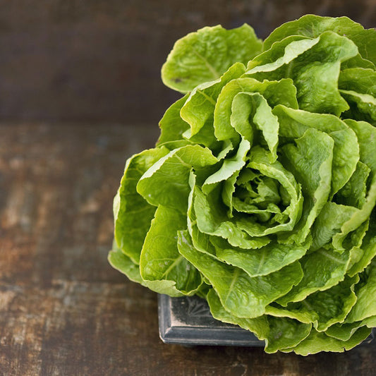 organic buttercrunch lettuce 