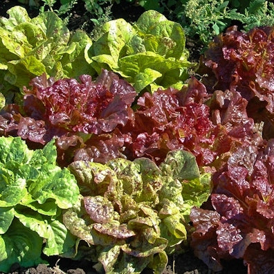 organic garden blend lettuce 