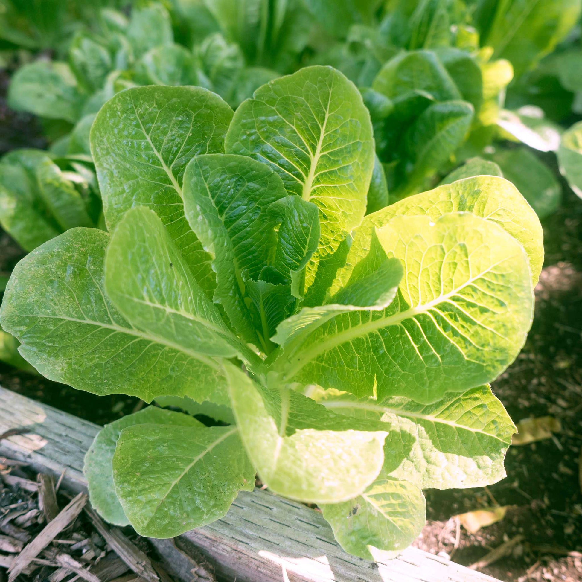 Pomegranate Crunch - Organic Romaine Lettuce Seeds