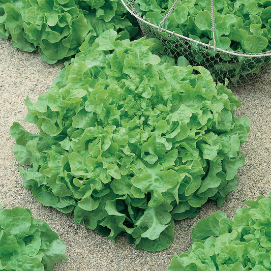 organic lettuce salad bowl green