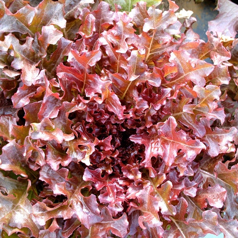 organic lettuce salad bowl red