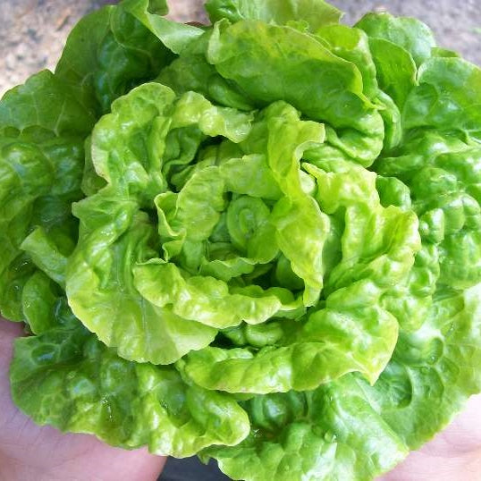 lettuce organic tom thumb