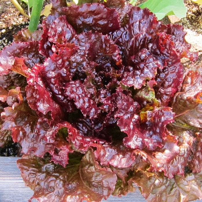 Ruby Vegetable Lettuce Seeds - Ruby | Vegetable Seeds in Packets & Bulk | Eden Brothers