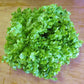 lettuce salad bowl green