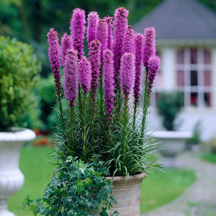 liatris blue