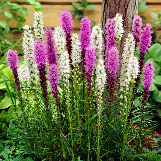 liatris blue and white mix