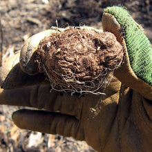 Close up of freshly dug up liatris bulb.