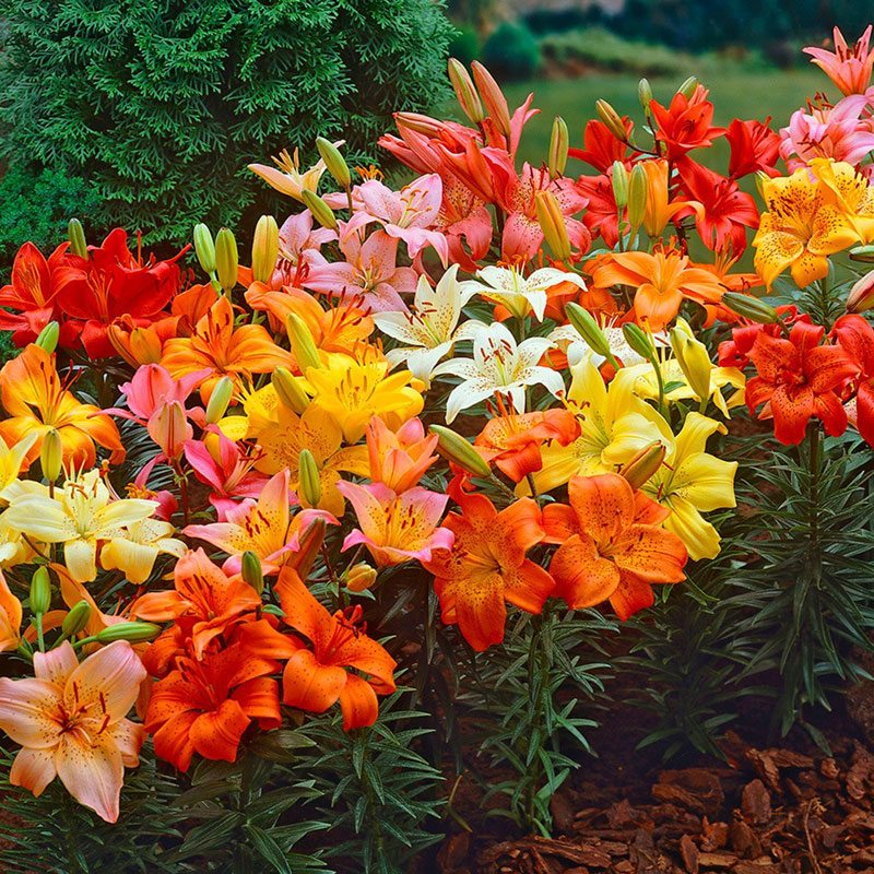 asiatic lily dwarf mix