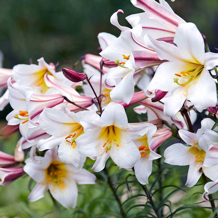 Asiatic Lily Bulbs Regale Flower Bulbs Eden Brothers