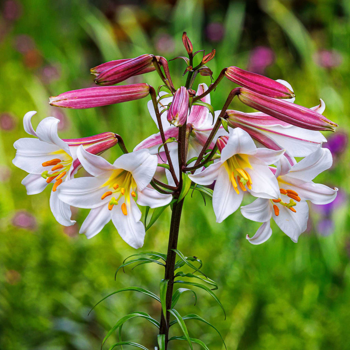Asiatic Lily Bulbs - Regale | Flower Bulbs | Eden Brothers