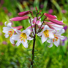 White lily regale with a yellow throat and prominent stamens in a green garden.