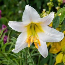 White lily regale bloom with long stamens and a pink hint against a blurred background.